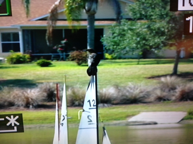bird EC12.JPG